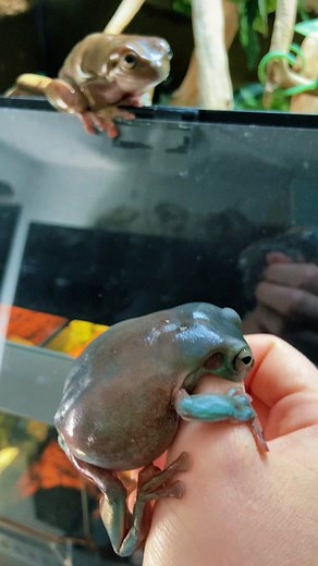 Been a while since my frogs bit me long enough to get on camera 😂 #whitestreefrog #frog #frogs #pets #funnyanimals