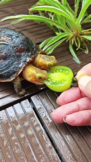Chinese box turtle！ one of the rare individuals in the world with two heads！！