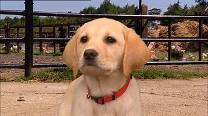 Talking animal CGI // CBBC: Big Barn Farm