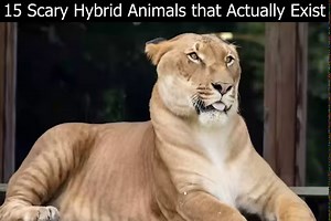 15 Scary Hybrid Animals that Actually Exist | Colab