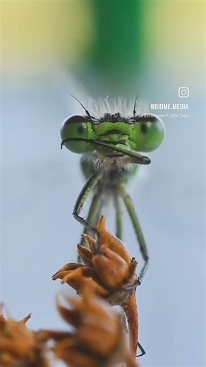 @odonata | Biologia de insectos - REF