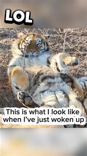 Tiger Moments That Should Be Illegal 😂🐯 #animals #wildlife #funnyanimals #tiger #funnytiger