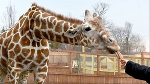 Watch Live: April the Giraffe in early stages of labor