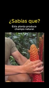 El Jengibre de Champú (Zingiber zerumbet), conocido también como awapuhi, es una planta tropical muy valorada. Su característica más destacada son unas estructuras en forma de cono (brácteas) que, al ser apretadas, liberan un jugo natural, resbaladizo y aromático. Este líquido ha sido utilizado ancestralmente en Hawái y otras zonas cálidas como un limpiador y acondicionador capilar natural. Vía: @mitchellburns_ | Búho Sabio