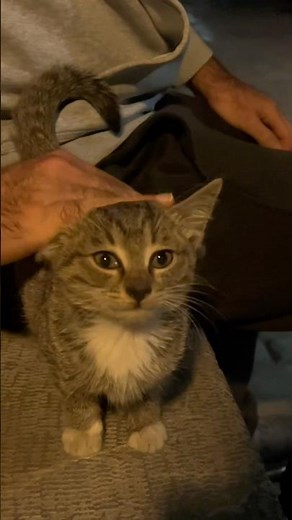 How to Care for a Feral Kitten: A Complete Guide for New Cat Parents