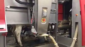 4.3K views · 79 reactions | Our 300 cows are milked using 5 Lely...