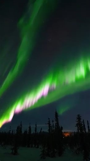 The northern lights lit up the night sky over Fairbanks, Alaska, on Jan. 21, with ribbons of green and pink shimmering above snow-covered woodland. | AP
