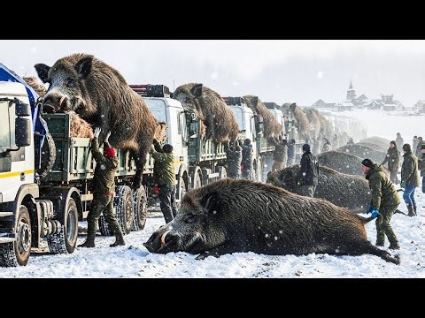FIRST TIME EVER! Massive Wild Boar Monsters Caught on Camera – Full Hunt Reveal!