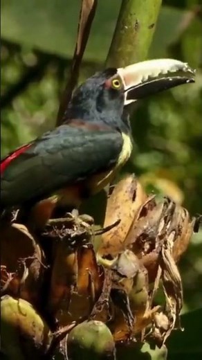 The Collared Aracari: A Colorful Jewel of the Rainforest #shorts #birds #birdslovers #wildlife