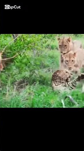 Life or Death Struggle: Cheetah vs Lion Pride 🐆🦁”