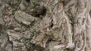 Download Texture of bark of old tree close-up. for free