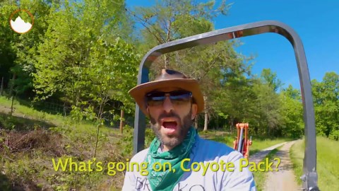 Mini bulls: giant horns, small frame