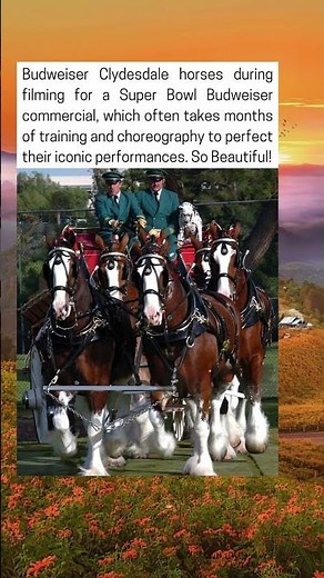 Budweiser Clydesdale Horses During Filming For A Super Bowl Commercial