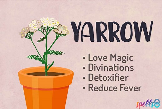 Yarrow Magical Uses: Love, Divination & Protection