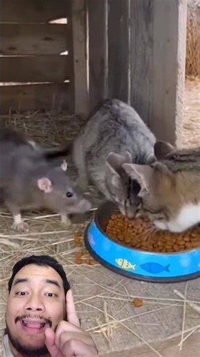Kitty Cats vs Big Rat #viralvideos #funnyvideo #viralvideo #funny #animals