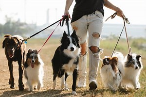 7 Great Tips for Walking Multiple Dogs Like a Professional Dog Walker