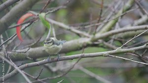 Small bird drinking water from a drainpipe