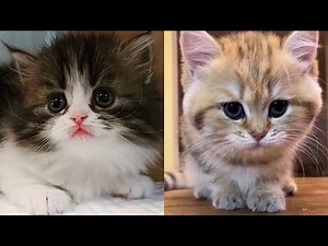 Top Cutest Kittens - Little Cats - Kitten Videos 4