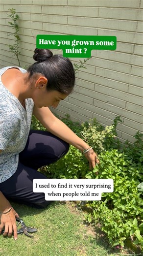 6.9K views · 333 reactions | How to grow mint ? • get mint cuttings...