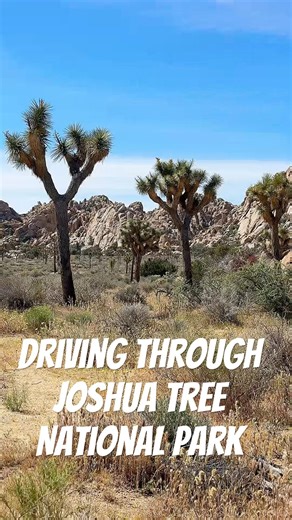 Exploring Joshua Tree National Park: Desert Road Trip