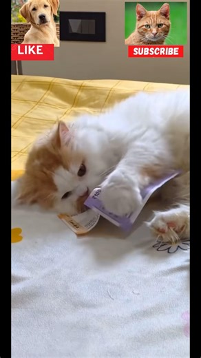 Cat vs dog battle cute fights