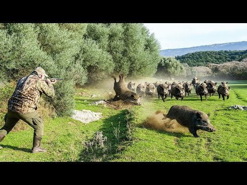 Wild Boars Overrun the Farm! Farmers Fight Back with a Precise Shot