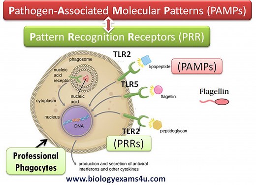 Difference between PAMPs and PRRs (Immunology)