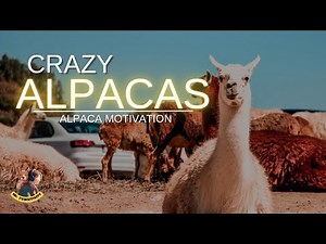 5 Minutes of Alpaca Craziness Motivation 😂 - Funny Alpaca Videos // AWW CUTE