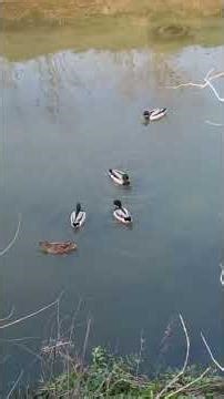 🦆Mallards Swimming in the River🌊～🌅川を泳ぐマガモ達🦢
