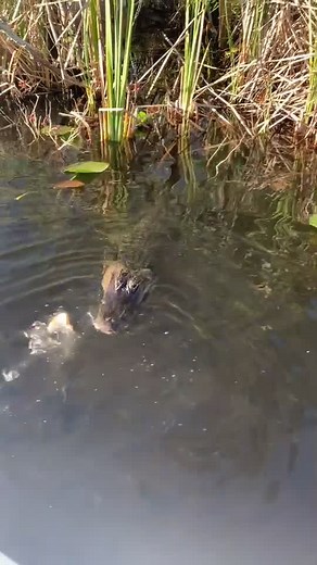Meet crocodile in the Everglade #miami #everglade #crocodile #bird #beautiful