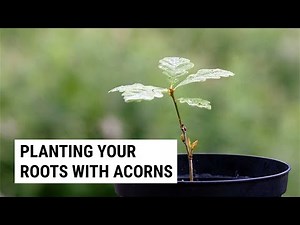 Planting Acorns Using Stratification - Tips For Success !
