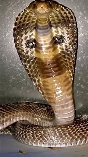 "Deadly Cobra Snake with Hood Expanded – Ultra Realistic Close-Up #animals #wildlife #naturevideo