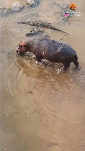 Hippo and Crocodile Walk Side by Side