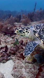 156K views · 5.8K reactions |  Read the caption to learn 10 tips to...