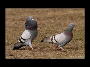 How to tell the Difference between a male and a female pigeon (part 1)