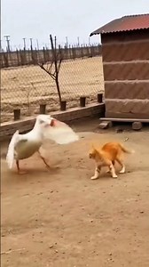 The Attack of the Angry Goose #humor #funny #sora #shorts #fy #short #cat #animalfunny #fypシ