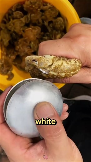 What’s That White Stuff on This Toad?