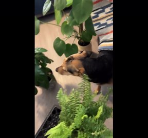 Cute Dog Tip-Toeing Through Plants