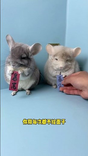 I wish you all the best to get rich as soon as possible.💪# adorable pet# chinchilla
