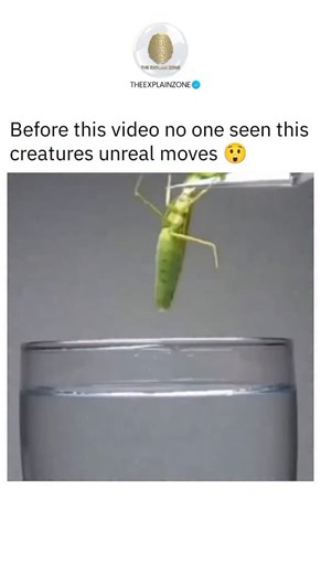 How Everything Works on Instagram: "The “mantis parasite,” often referring to the horsehair worm (Nematomorpha), is a real-life parasite that infects insects like praying mantises, crickets, and grasshoppers. The worm enters the insect while it’s still a larva—usually through contaminated water or food—and continues to grow inside the host’s body. As it matures, the parasite affects the insect’s behavior, pushing it to seek out water. Once the host reaches a pond or stream, the fully grown worm 