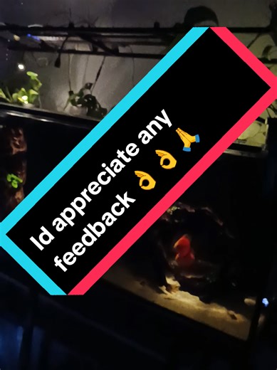 Light Bracket added on the 1000Ltr This is my attempt to hang the lights and cables out the way 🤣🤣 using some trusty chains and 1 side of an old aluminium and glass bookshelf I was able to put this monstrosity together 👌👌 my new favourite lighting are the evening spots at the end. #Discus #tropicalfish #Aquarium #Fyp #plants