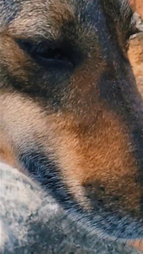 Dogi funny comedy 🐶#youtubeshorts #viral #shortsfeed