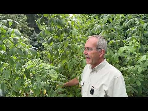 How to tell if you have a single crop or everbearing raspberry plant