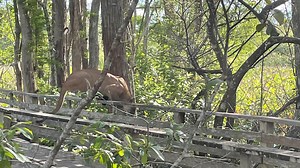Rare surprise: Florida panther seen east of Bonita Springs