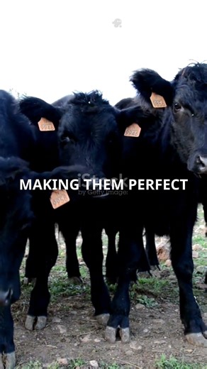 5 Mind Blowing Facts About Australian Lowline Cattle! 🐂#cattle #australianlowlinecatttle