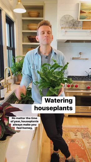 758K views · 10K reactions | I love to have a few Bird’s Nest ferns inside for a bit of green. Here’s how I water them! | Wyse Guide | Facebook
