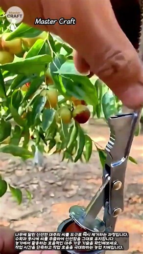 나무에서 바로 뽑는 신선한 대추 씨 제거 기술 #worker #process #jujube #harvest #fruit