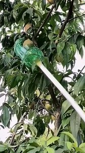 21M views · 26K reactions | Cheap, homemade fruit picker tool! | FARM SHOW Magazine | Facebook