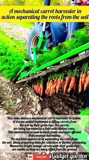 Mind-blowing Carrot Harvest.