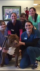 He loves the repro vet 😂❤️🫡 #reels #love #dog | I am the HULK